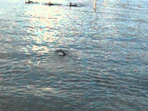 Dog jumps off pier Webb's Ferry