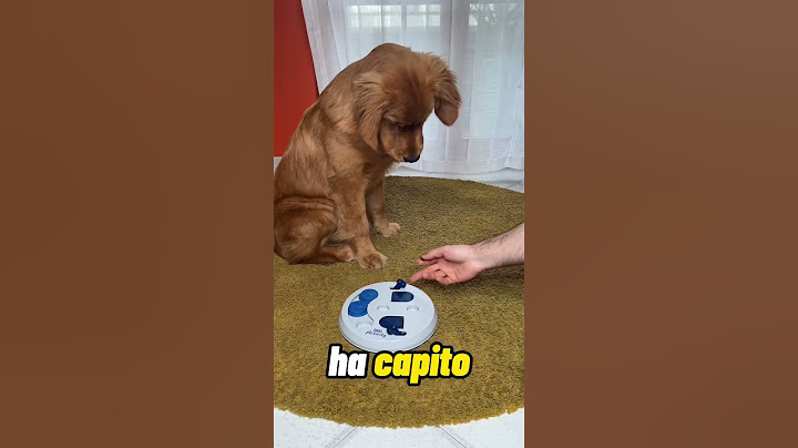 Il mio CUCCIOLO ha risolto un gioco di INTELLIGENZA! #shorts