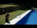 Perro de aguas buceando (spanish water dog diving in the pool) の動画、YouTube動画。