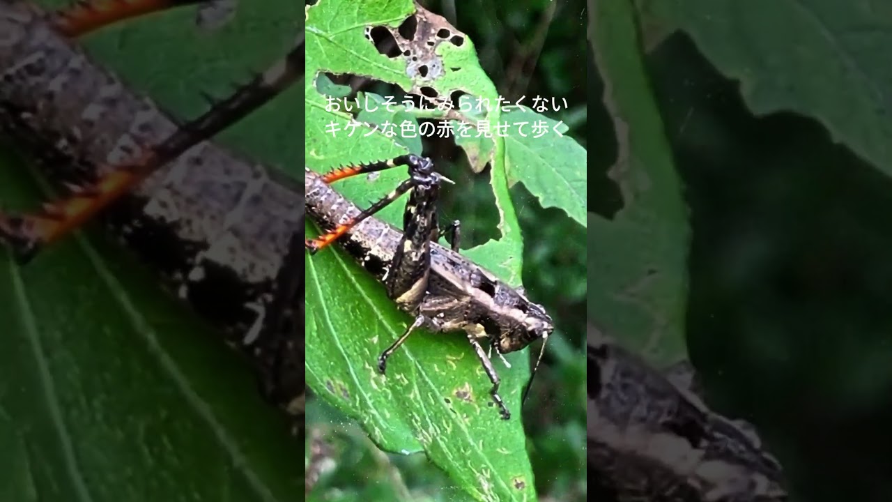 赤足にかみついてごらん