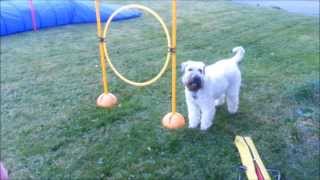 Dog does impressive agility