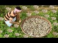 Primitive Technology: Finding QUAIL EGG in the Village Land Cooking Eating Delicious VILLAGE HUNTER