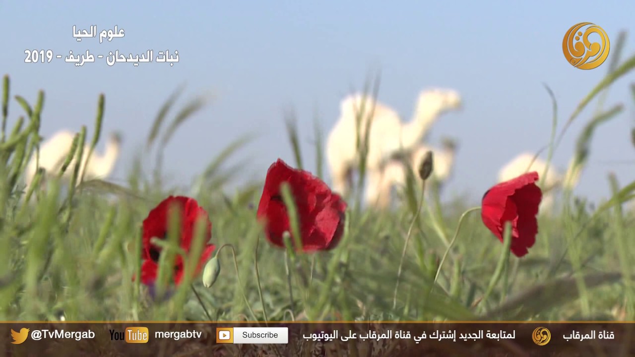 علوم الحيا - ربيع طريف 2019 - نبات الديدحان