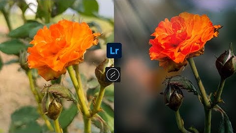 Flower Mobile Editing Tutorial | Lightroom Color Grading | lens Distortion