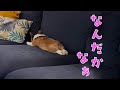 ソファを噛んじゃダメを言われたコーギーさん