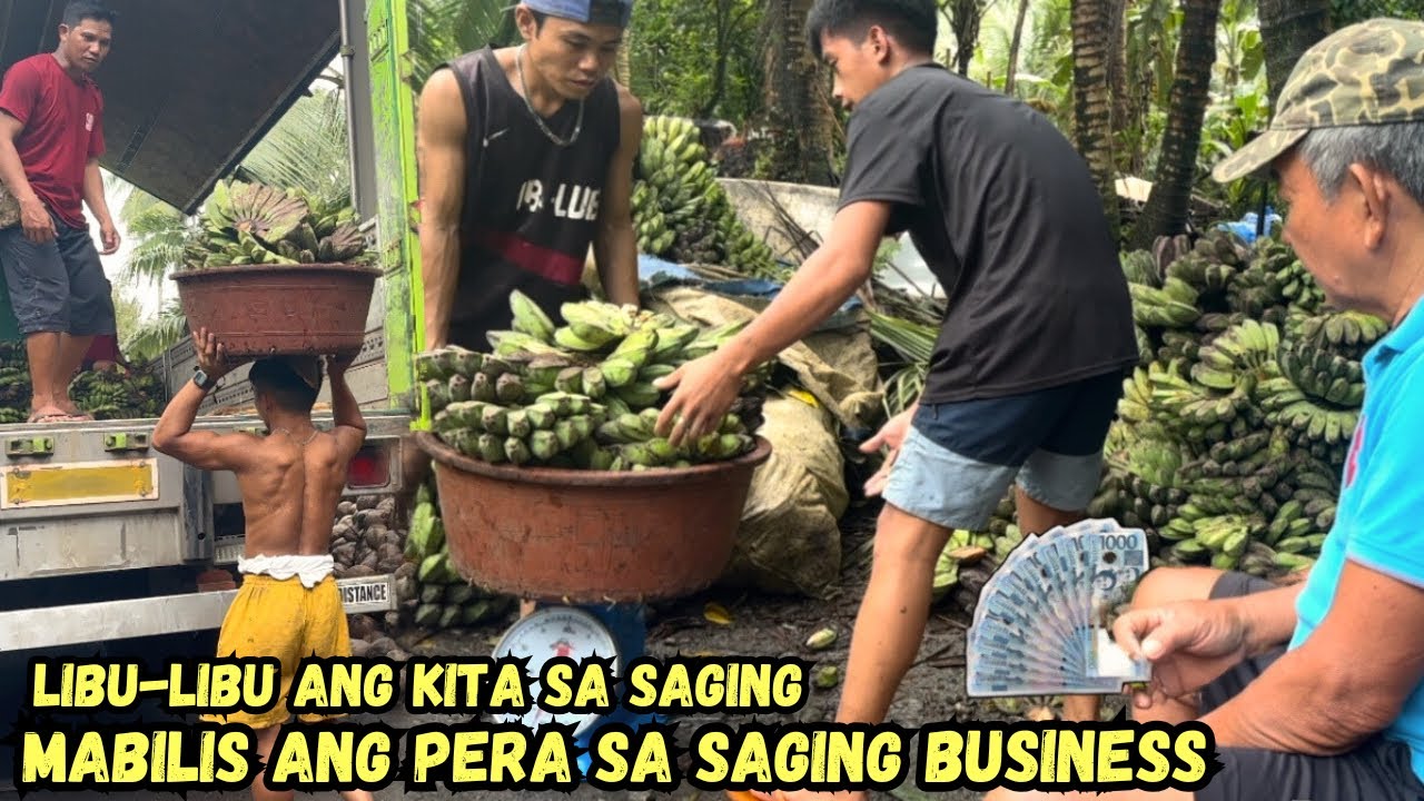 MABILIS ANG PERA SA SAGING BUSINESS, LIBU-LIBU ANG KITA SA SAGING  @KafarmersIdea