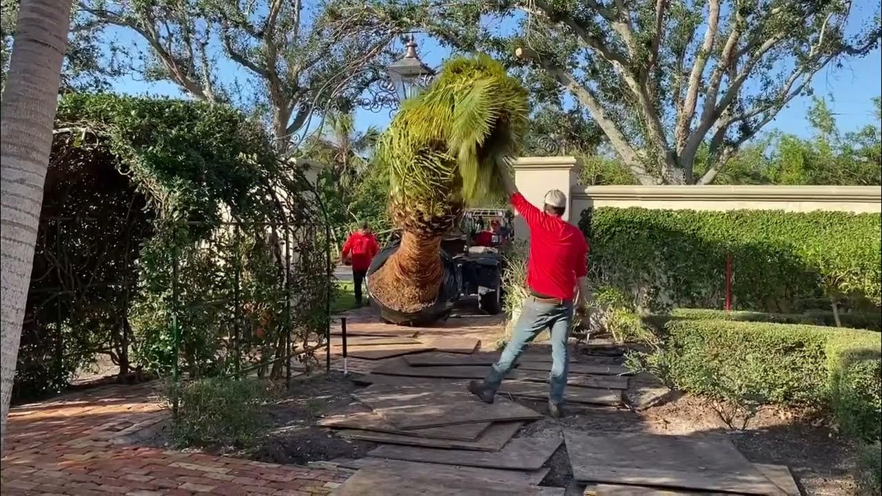 Planting a Huge Canary Island Date Palm/Large Palms and Trees Delivered