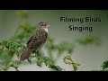 Filming singing birds footage from the last few years showing birds in song