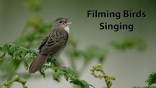 Filming singing birds. Footage from the last few years showing birds in song.