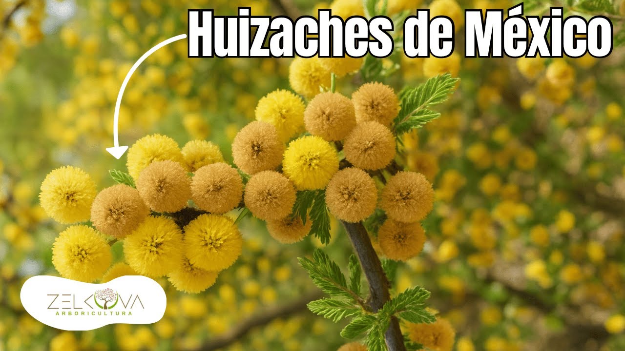¿Sabías que hay 3 tipos de Huizache en México? - Descubre sus secretos