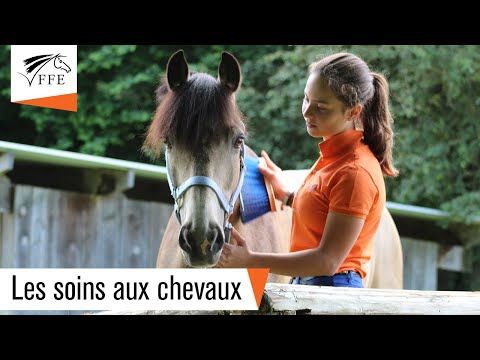 Vidéo: Combien de temps vivent les chevaux ? Entretien et maintenance