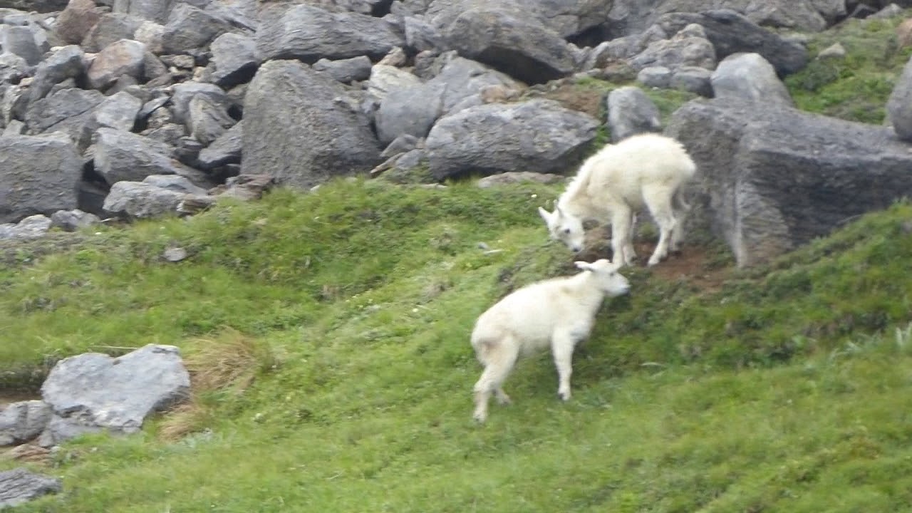 Baby Mountain Goats Roughhousing.