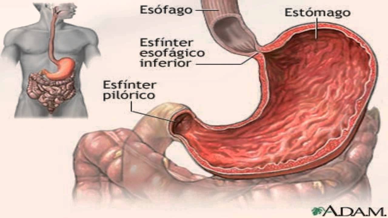 Organos Del Aparato Digestivo Organos Del Aparato Digestivo