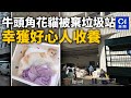 牛頭角花貓被棄垃圾站　幸獲好心人收養｜01新聞｜突發｜好人好事｜寵物｜收養｜棄養