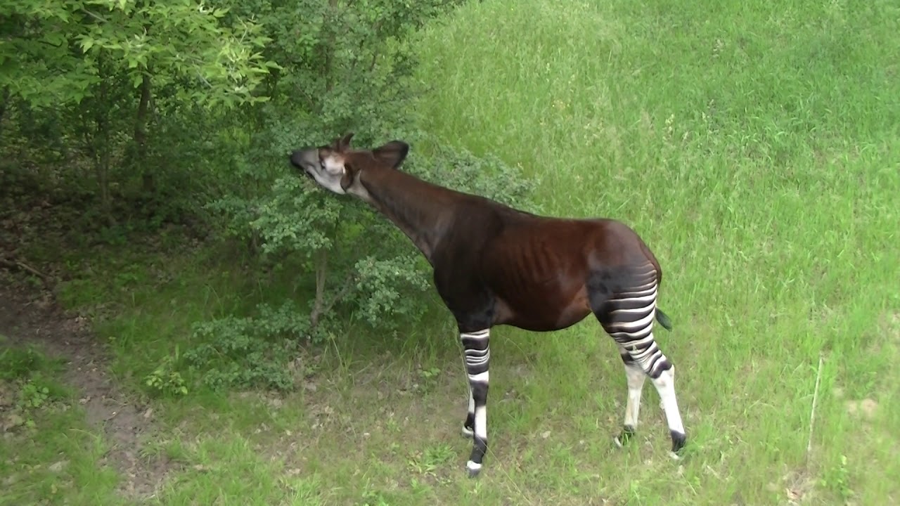 Okapi w opolskim zoo/ Opole Zoo, Poland - okapi - YouTube