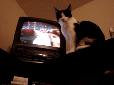 Mario the Cat Watches Craig Ferguson's Puppet Show Intro