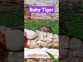 #wildlife #tiger 🐯🐅#zoo