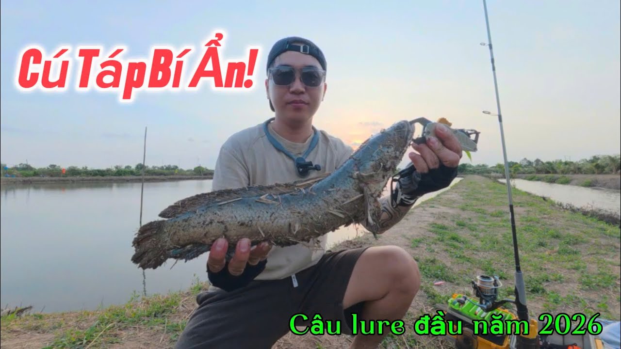 Cú Táp Bí Ẩn-Câu lure cá lóc đầu năm 2026 BÁO CÁ!!!
