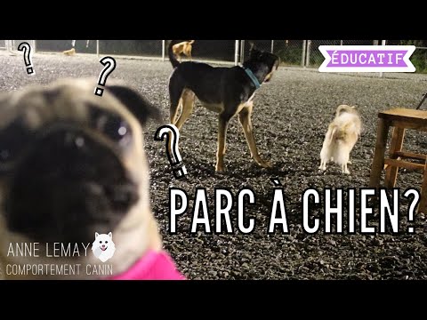 Vidéo: Vous N'êtes Pas Un Mauvais Parent D'animal De Compagnie Si Votre Chien Déteste Le Parc Pour Chiens Ou La Plage Pour Chiens