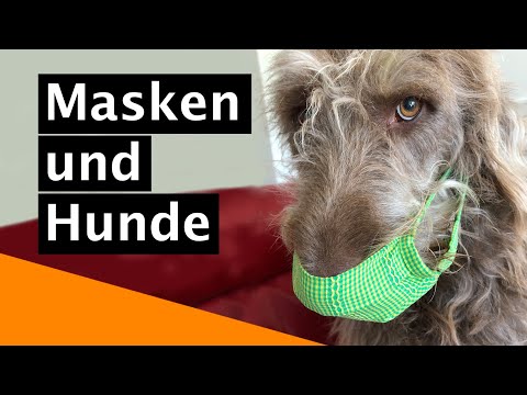Video: Welche Hunderassen haben Masken?