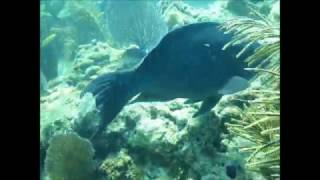 Florida Keys Diving: Looe Key Reef Dive tour off Big Pine Key