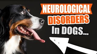 Neurological DISORDERS IN DOGS🐶