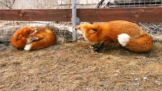 Foxes Fight Over Territory
