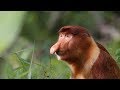 Proboscis monkey  curious creatures