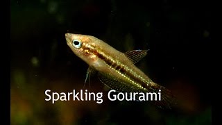 Sparkling GouramiTiny little croakers!