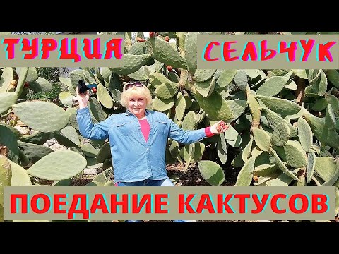 Video: Oy kaktusini to'g'ri ko'chirish - Oy kaktusini qanday ko'chirishni o'rganing