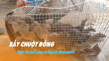 Ra đồng sớm thăm bẫy chuột đồng và tổng kết thành quả cùng đêm bẫy trước| Huỳnh Hiếu GC
