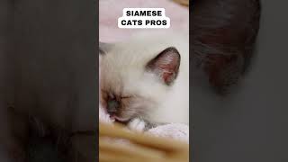 SIAMESE Cat PROS and CONS | Must Watch Before Getting!