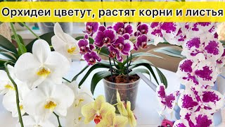 картинка: Почему у моих цветущих орхидей одновременно растут корни и лисья. Секреты полива цветущих орхидей