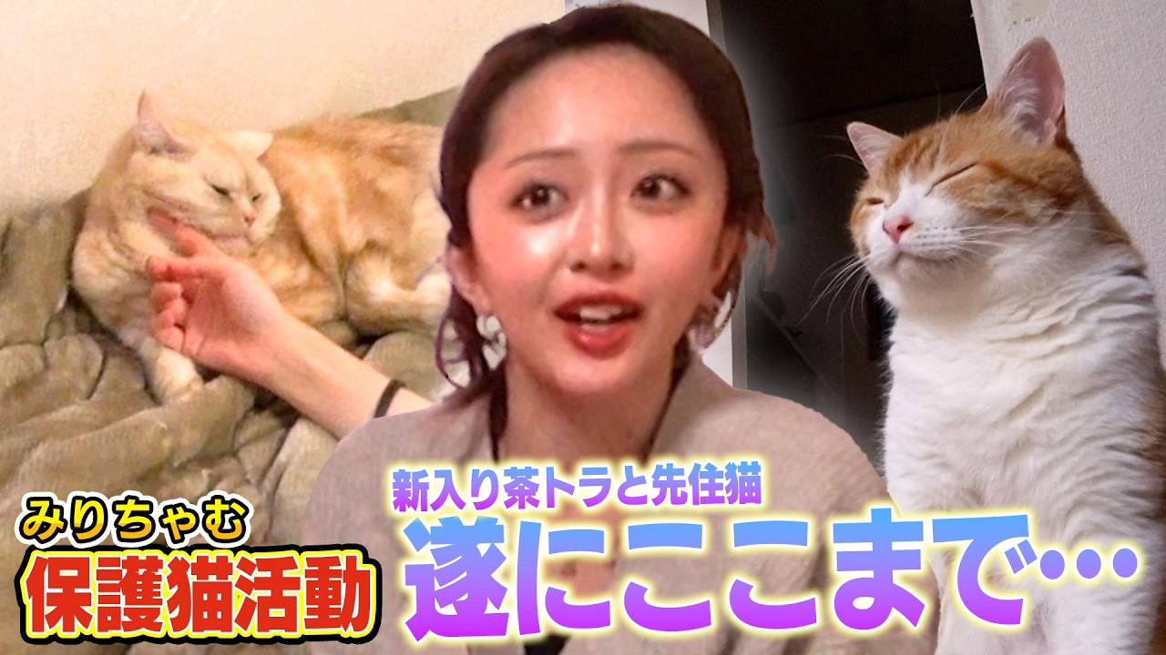 【みりちゃむ家】新入りの保護猫たくあんとメンマの人なれが進んで遂にここまで・・・（嗚呼!!みんなの動物園）