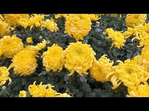 Video: Cánh đồng hoa cúc đại đóa