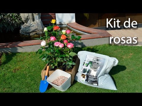 Video: Información sobre las rosas Easy Elegance - Cómo cultivar rosas Easy Elegance en el jardín