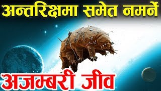 अमर जीव । Immortal Animamals स्पेशमा पनि बाँच्छ Tardigrades: alien animals on Earth अमर जीव । Immortal Animamals स्पेशमा पनि बाँच्छ Tardigrades: alien animals on Earth