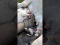 Little dog fight over breast milk #cute #shortvideo #shorts #dog