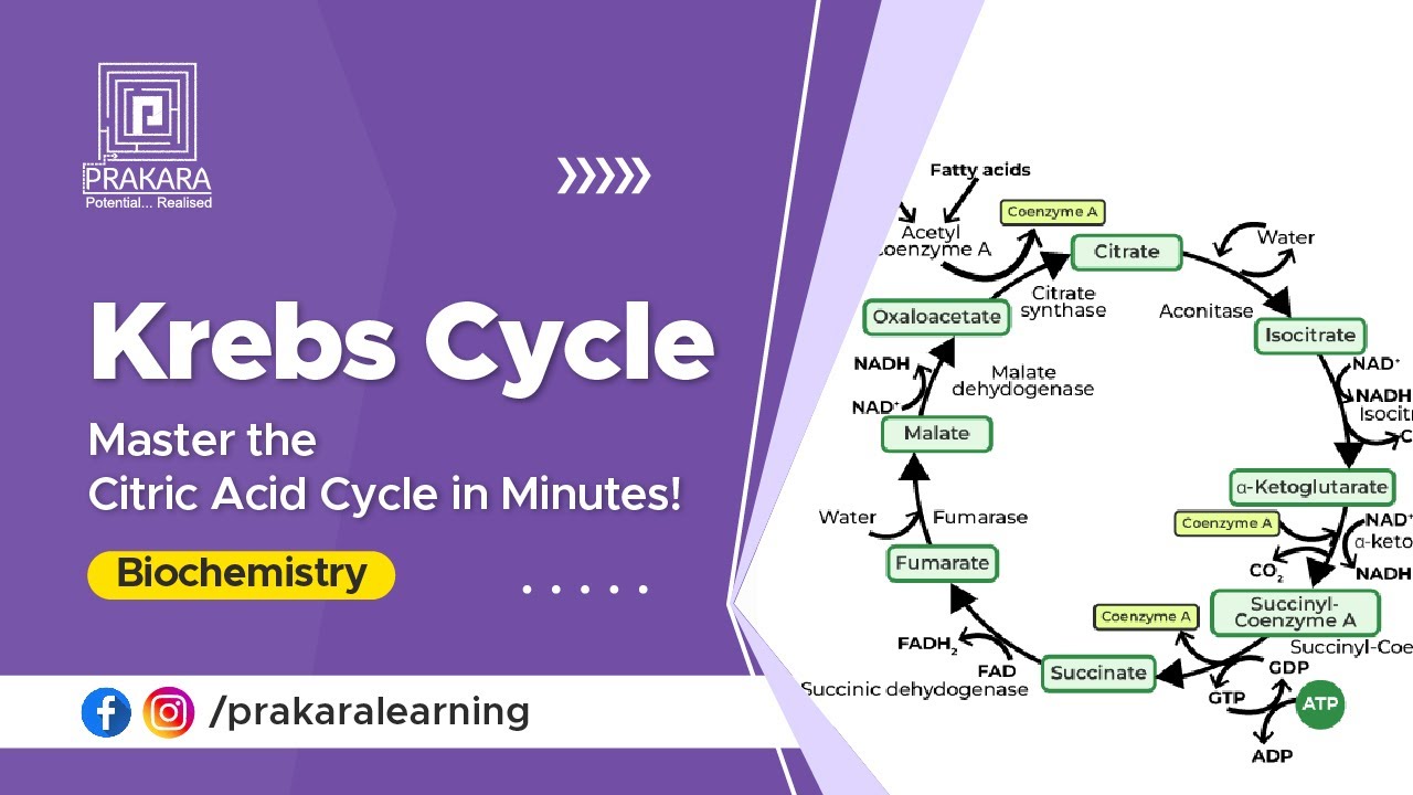 Krebs Cycle Simplified || Master the Citric Acid Cycle in Minutes ...