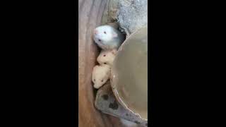 🐹 Hamster eats a pumpkin pie 🎃