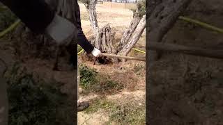 Controlando plaga de ratas con terriers