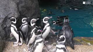 かんさいアニマルズ　須磨海浜水族園のマゼランペンギン