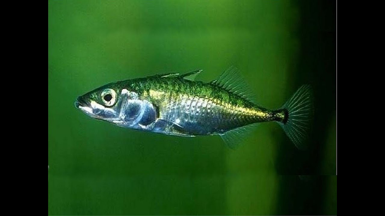 fishes Russia, Трёхиглая колюшка, Gasterosteus aculeatus, речные рыбы в аквариуме, океанариум спб