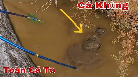 Kích Cá Dí Khúc Mương Không Ngờ Toàn Rô To Đùng Bắt Sướng Tay