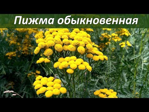 Лекарственные растения - пижма обыкновенная