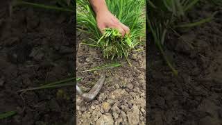 Beautiful Farm Life: Planting Secrets and Countryside Peace #shorts #vlog #china