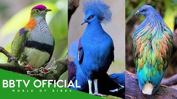 10 Most Beautiful Pigeons On Planet Earth | Wildlife Documentary | BBTV Official