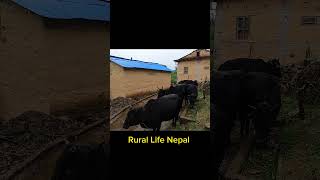 Most Peaceful And Realxing Mountain Village Life On Heavy Rainy | #shorts