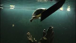 Can a box turtle inhabits a deeper water aquarium? (Malayan Box Turtle)