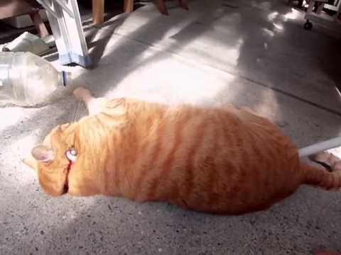 かわいい猫動画 Vol 2 ごろごろデブ猫君 Lovely Fat Cat Sleeping Youtube